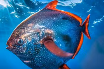 Loài cá 'máu nóng' giữa đại dương, sinh vật phá vỡ quy luật tự nhiên 