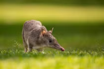 Quá sốc với loài thú mang thai 10 ngày đã đẻ con 