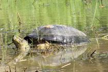 Tận thấy loài rùa khổng lồ có răng sắc lẹm của Việt Nam 