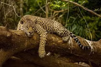 Vùng đất chưa in dấu chân người, khó tiếp cận nhất châu Mỹ 