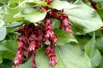 Loài cây đẹp nhất dãy Himalaya, nhiều người lùng làm cảnh