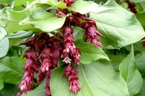 Loài cây đẹp nhất dãy Himalaya, nhiều người lùng làm cảnh