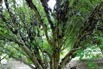 3 loại cây hút phú quý, mang tài lộc về cho gia chủ 