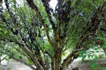 3 loại cây hút phú quý, mang tài lộc về cho gia chủ 