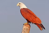 Loài chim thiêng tuyệt đẹp được nhiều nơi tôn thờ, Việt Nam cũng có 