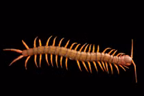 Tiết lộ sốc về loài rết khổng lồ Việt Nam 