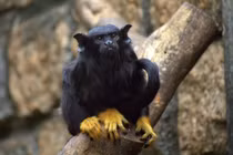 Loài khỉ độc lạ thân mình đen thui... tứ chi như vàng thỏi