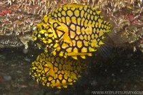 Loài cá dị dạng giống hệt quả dứa, hiếm có nhất thế giới