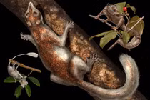 Loài vật giống sóc có thể là tổ tiên loài người