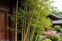 Người xưa khuyên kiêng trồng trúc sát cửa, hoa sau nhà vì đâu?