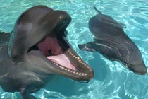 Kỳ lạ loài vật lai giữa cá heo và cá voi, cực kỳ thông minh... thân thiện