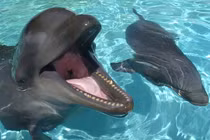 Kỳ lạ loài vật lai giữa cá heo và cá voi, cực kỳ thông minh... thân thiện