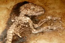 Hóa thạch hiếm hoi, bằng chứng về buổi bình minh tiến hóa loài người 