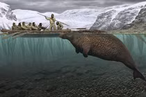 Sự tuyệt chủng bi thảm của loài bò biển nặng hơn 10 tấn 