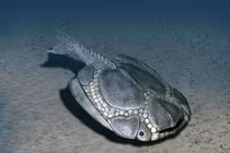 Loài cá trông như 'tấm khiên sống' tồn tại 350 triệu năm trước 