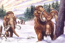 Kỳ lạ loài voi có bộ lông xoăn tít, lớp mỡ dày tới 8 cm 