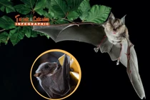 Infographic: Loạt sự thật kỳ thú về loài dơi 