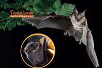 Infographic: Loạt sự thật kỳ thú về loài dơi 