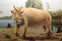 Quái thú nửa hà mã, nửa tê giác sở hữu răng nanh đáng sợ 