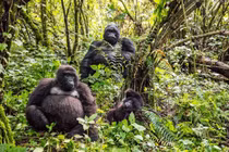 Tận thấy thánh địa của loài khỉ lớn nhất còn tồn tại trên thế giới 