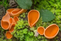 Sinh vật trông như cái bát màu da cam, con người có thể ăn được 