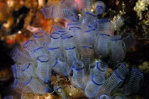 Sinh vật biển giống 'túi nhựa' nhưng là 'họ hàng xa' của con người?