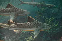 Tận mục loài cá mập có gai kỳ dị sống cùng thời các loài khủng long 