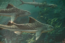 Tận mục loài cá mập có gai kỳ dị sống cùng thời các loài khủng long 