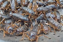 Sự thật cực lý thú về loài côn trùng trẻ em Việt mê mẩn 