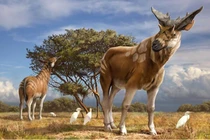 Tận mục loài hươu cao cổ kỳ dị nhất quả đất