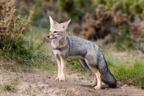 Tận mục loài cáo độc lạ chỉ có ở châu Mỹ 