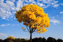 Gỗ quý đắt nhất hành tinh, hơn cả gỗ sưa... gây sốt toàn cầu