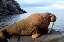 'Quái thú' có cặp ngà dài 1 mét, khả năng bơi vượt trội