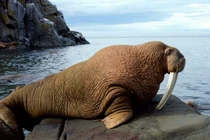 'Quái thú' có cặp ngà dài 1 mét, khả năng bơi vượt trội