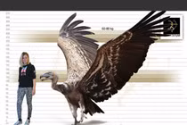 "Quái điểu" nặng gần 1 tạ biết bay, khoa học sửng sốt