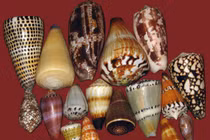 Loài ốc biển cực đẹp sở hữu 'vũ khí sinh học' đáng sợ nhất đại dương