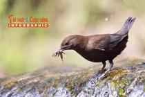 [INFOGRAPHIC] Loài chim có tập tính “lội suối” của Việt Nam