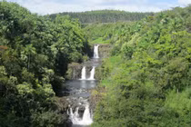 Loài khỉ đột quý hiếm cuối cùng ẩn náu tại vùng bảo tồn châu Phi