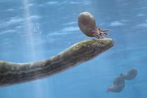 Kỳ thú loài thằn lằn có 30 đốt sống cổ, sát thủ săn cá dưới đại dương 