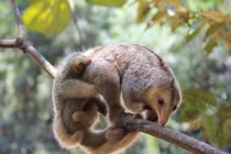 Đặc điểm có 1-0-2 của loài thú ăn kiến nhỏ nhất thế giới