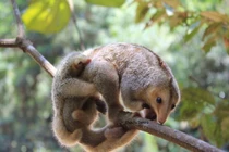 Đặc điểm có 1-0-2 của loài thú ăn kiến nhỏ nhất thế giới