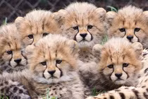 Sự thật khó tin về loài vật chạy nhanh nhất quả đất 