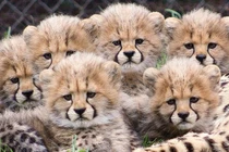 Sự thật khó tin về loài vật chạy nhanh nhất quả đất 