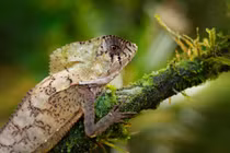  Sinh vật trông như khủng long thu nhỏ giữa rừng rậm Trung Mỹ