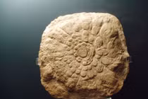 Hóa thạch hình bánh xe 540 triệu năm khiến giới khoa học tranh cãi 