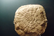 Hóa thạch hình bánh xe 540 triệu năm khiến giới khoa học tranh cãi 