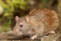 Sự thật kinh hoàng về loài chuột cống, nghe là choáng