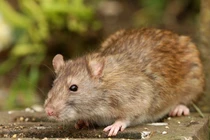 Sự thật kinh hoàng về loài chuột cống, nghe là choáng