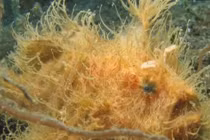 Sốc nặng loài cá lông lá biết đi, săn mồi siêu tốc