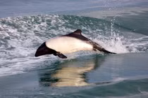 Năng lực đặc biệt của loài cá heo có màu sắc giống hệt gấu trúc 